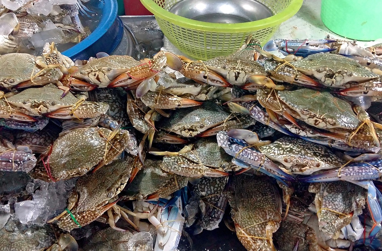 天鵬海鮮城最新報(bào)價(jià)，美食與服務(wù)品質(zhì)的完美融合
