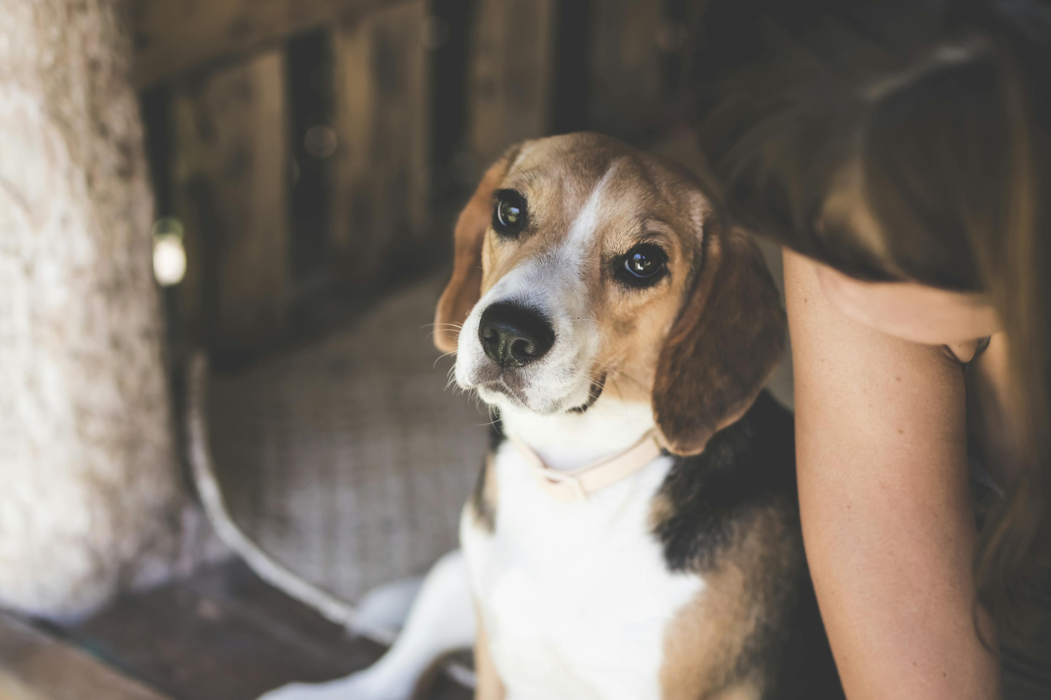 最新高加索犬斗毆視頻，激戰(zhàn)背后的犬界與人文思考