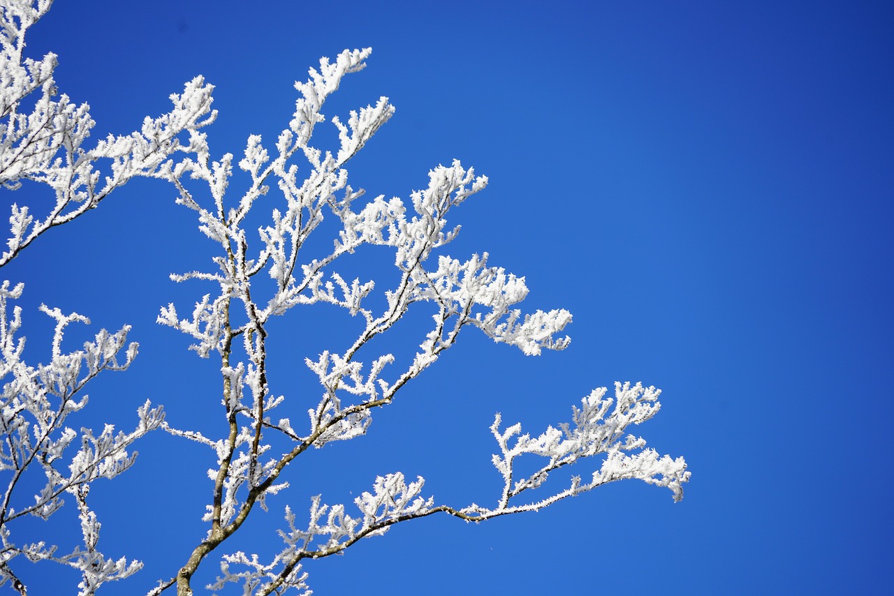 長(zhǎng)春雪景驚艷，雪落滿城如詩(shī)如畫