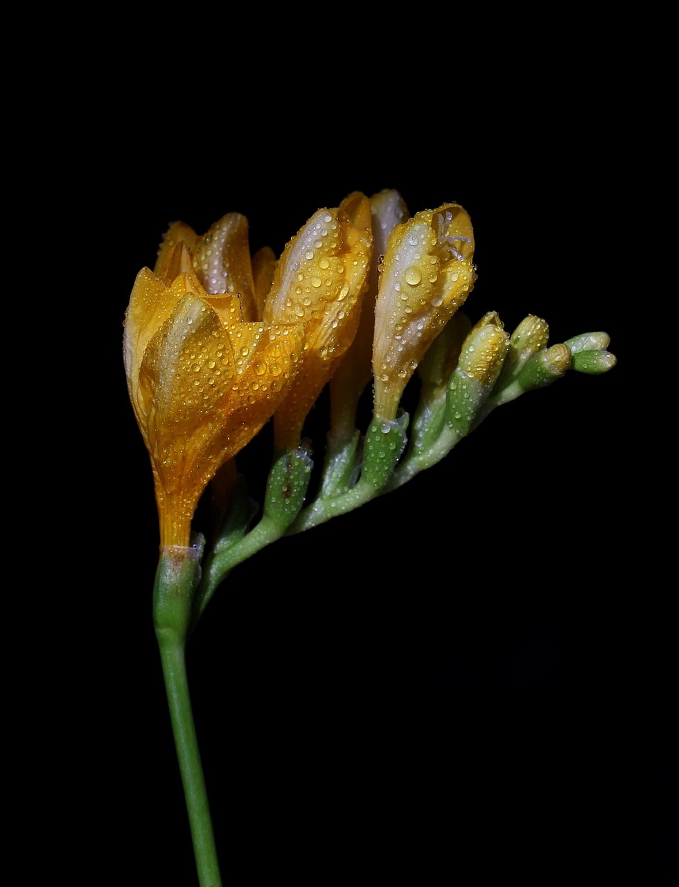臺風(fēng)梅花最新動態(tài)，14號臺風(fēng)情況分析與預(yù)報