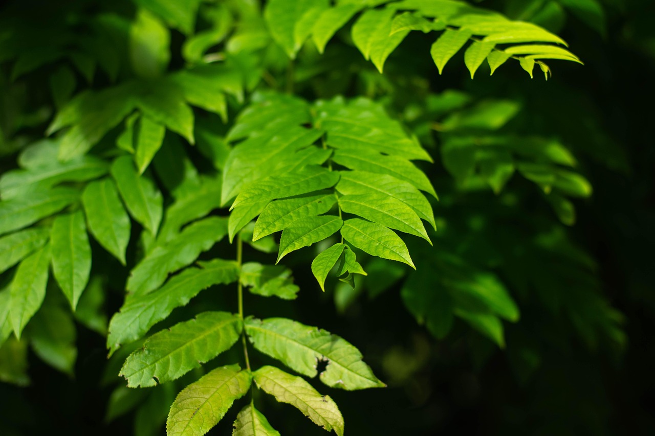 碧桂園森林城市最新動(dòng)態(tài)揭秘，綠色生態(tài)人居新篇章