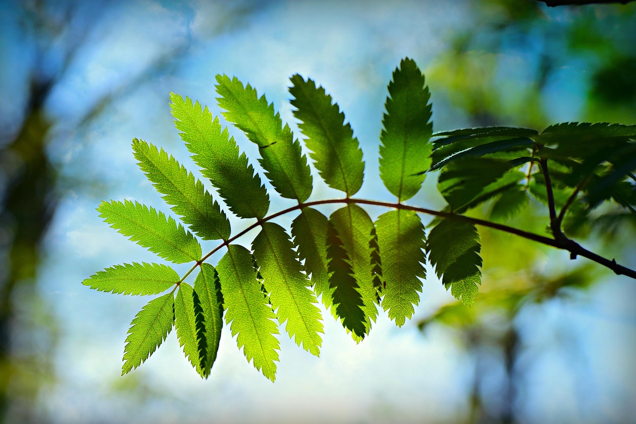 綠朗時光最新資訊，開啟綠色生活新篇章的探索