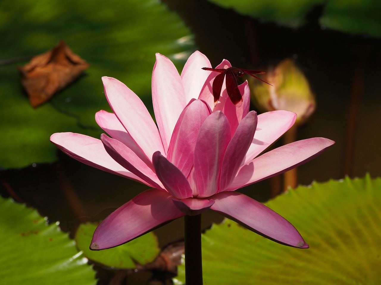 江西蓮花最新資訊，活力綻放，展望發(fā)展之路