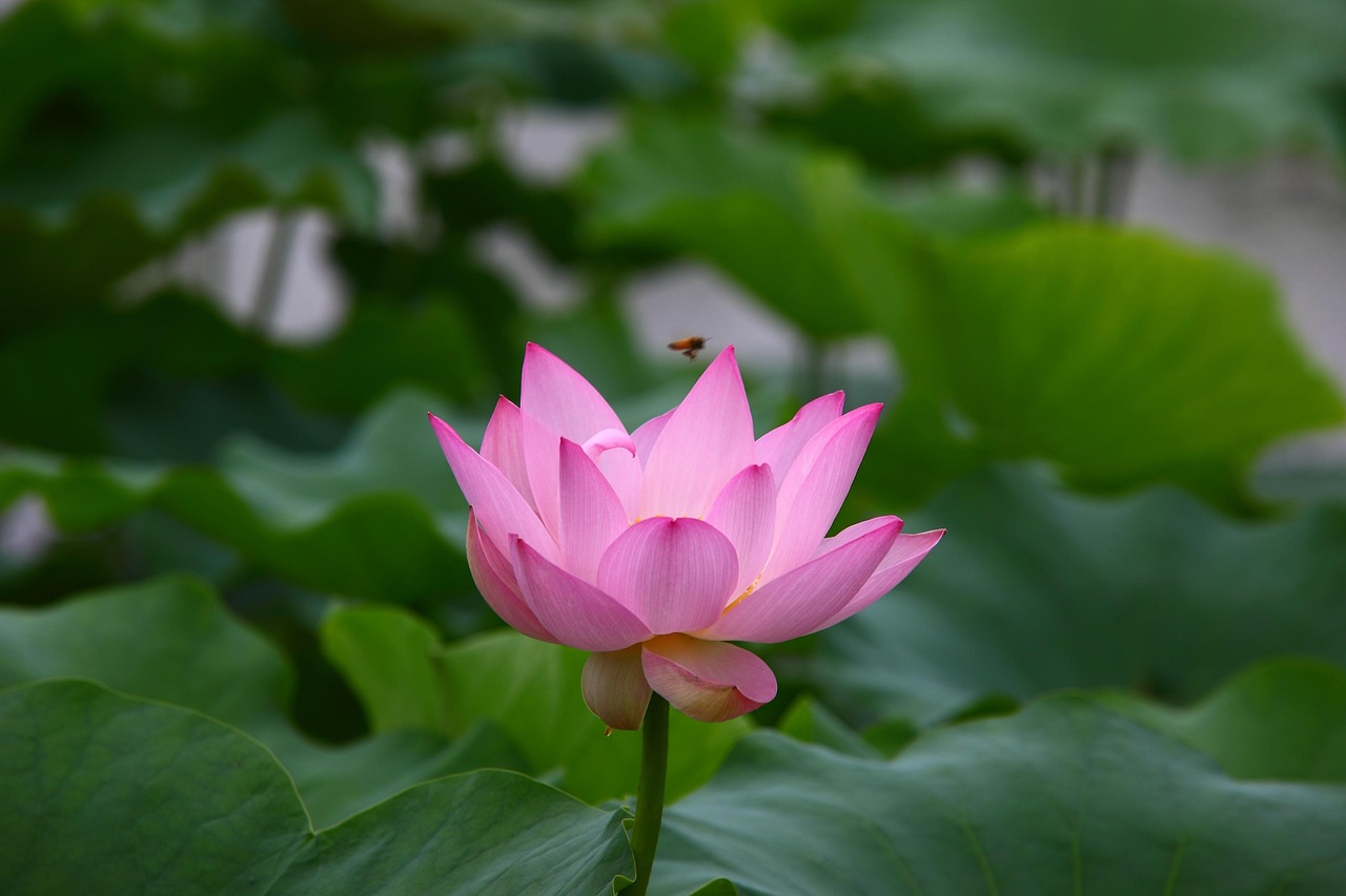 芒山鎮最新動態，蓬勃發展中的新篇章開啟